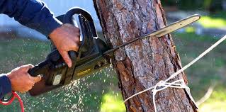 Best Tree Cabling and Bracing  in St Johns, AZ